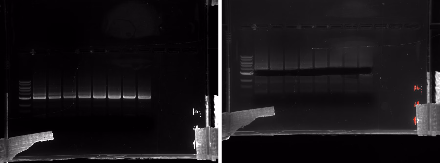 Agarose gel photographed before and after the three kilobase band was cut out.