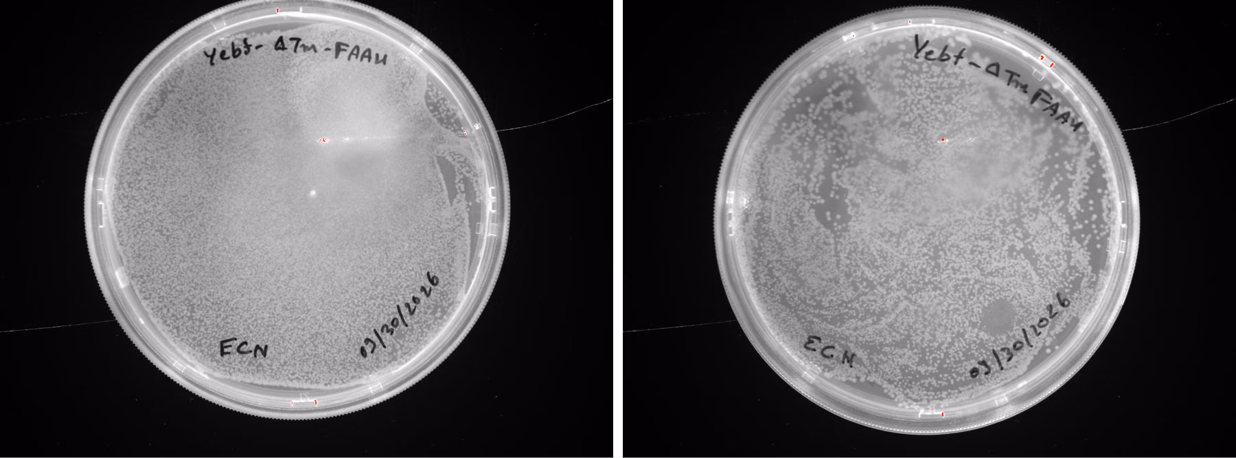 Agar plates of E. coli Nissle 1917 carrying the YebF delta-Tm FAAH construct, hand labelled 09/30/2026.