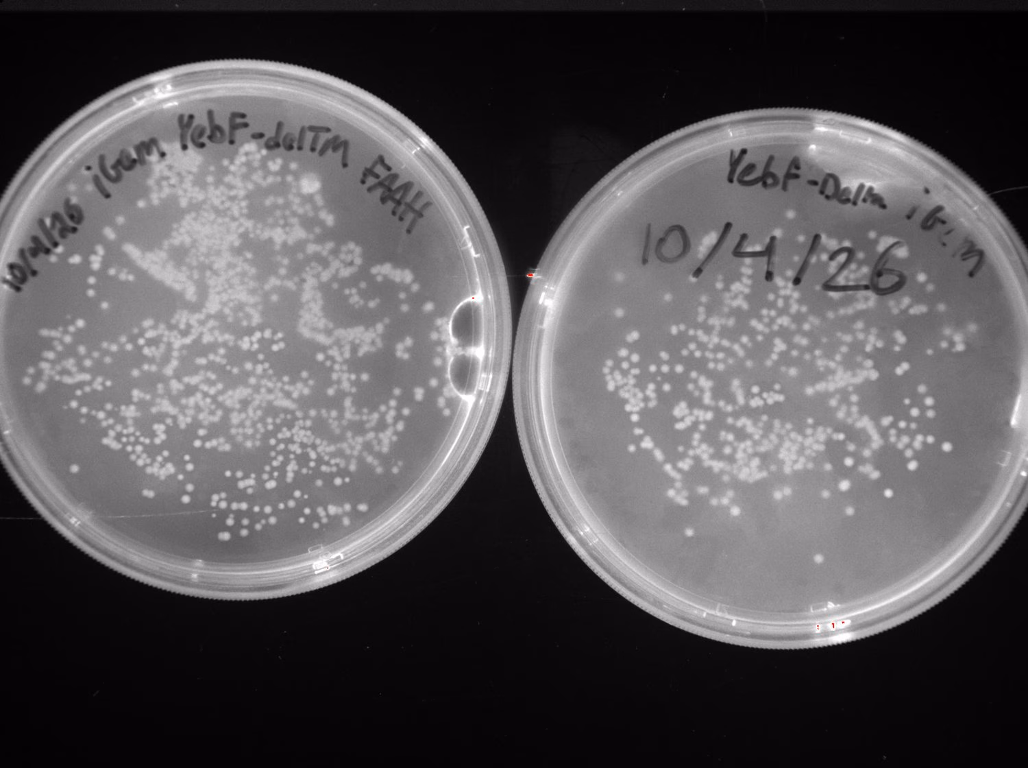 Agar plates of E. coli Nissle 1917 carrying the YebF delta-Tm FAAH construct from the October 4 team transformation run.