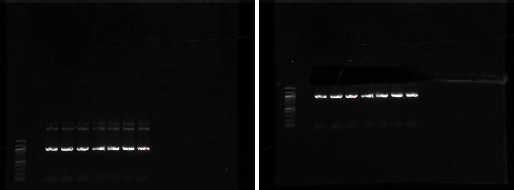 Two gel images side by side of a PCR annealing gradient, before and after band excision.