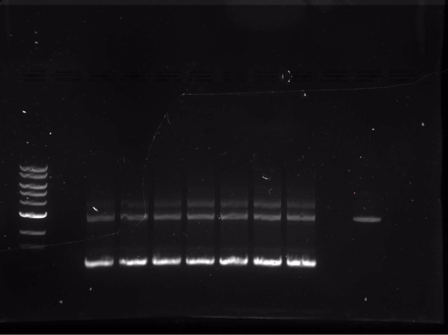 Gel of a PCR gradient at 20 cycles with a plasmid reference lane.