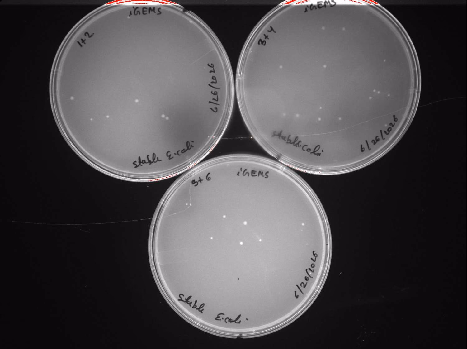 Three agar plates with sparse, scattered colonies.