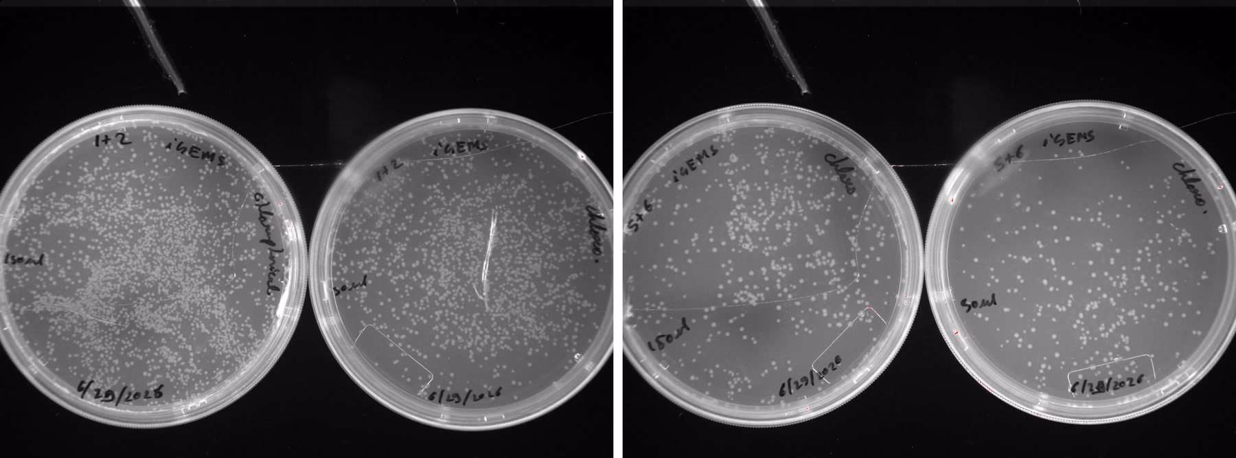 Four agar plates with dense, even bacterial growth.