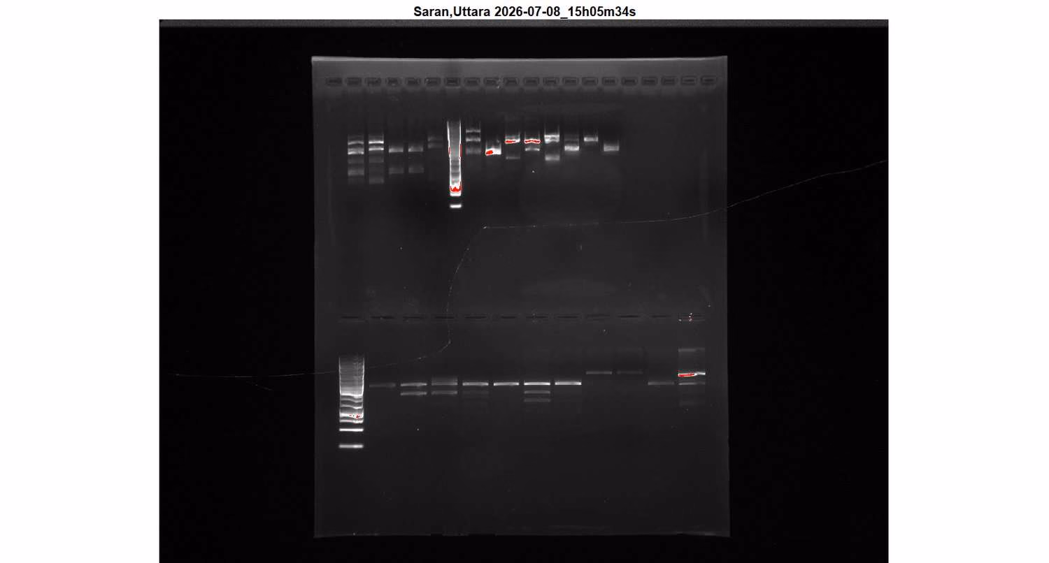 Agarose gel showing restriction digest products across many lanes.