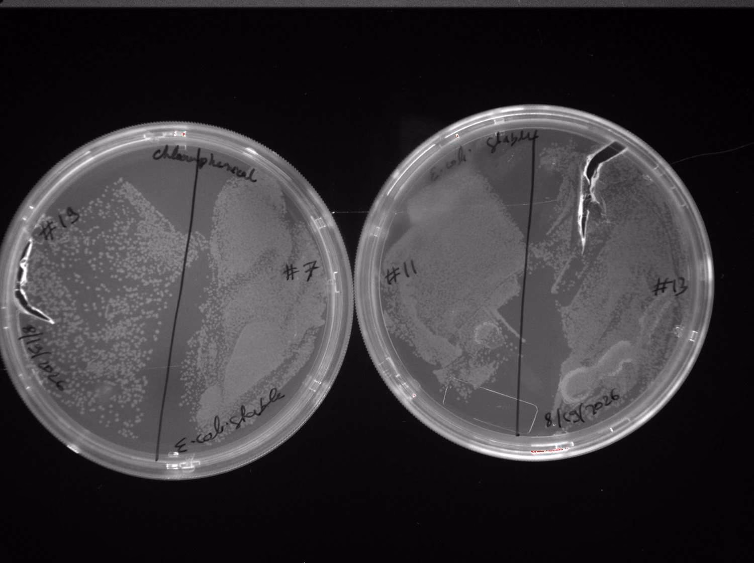 Two agar plates divided into labelled sectors with colonies.