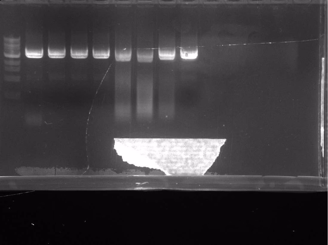 Gel of a PCR gradient across eight lanes.