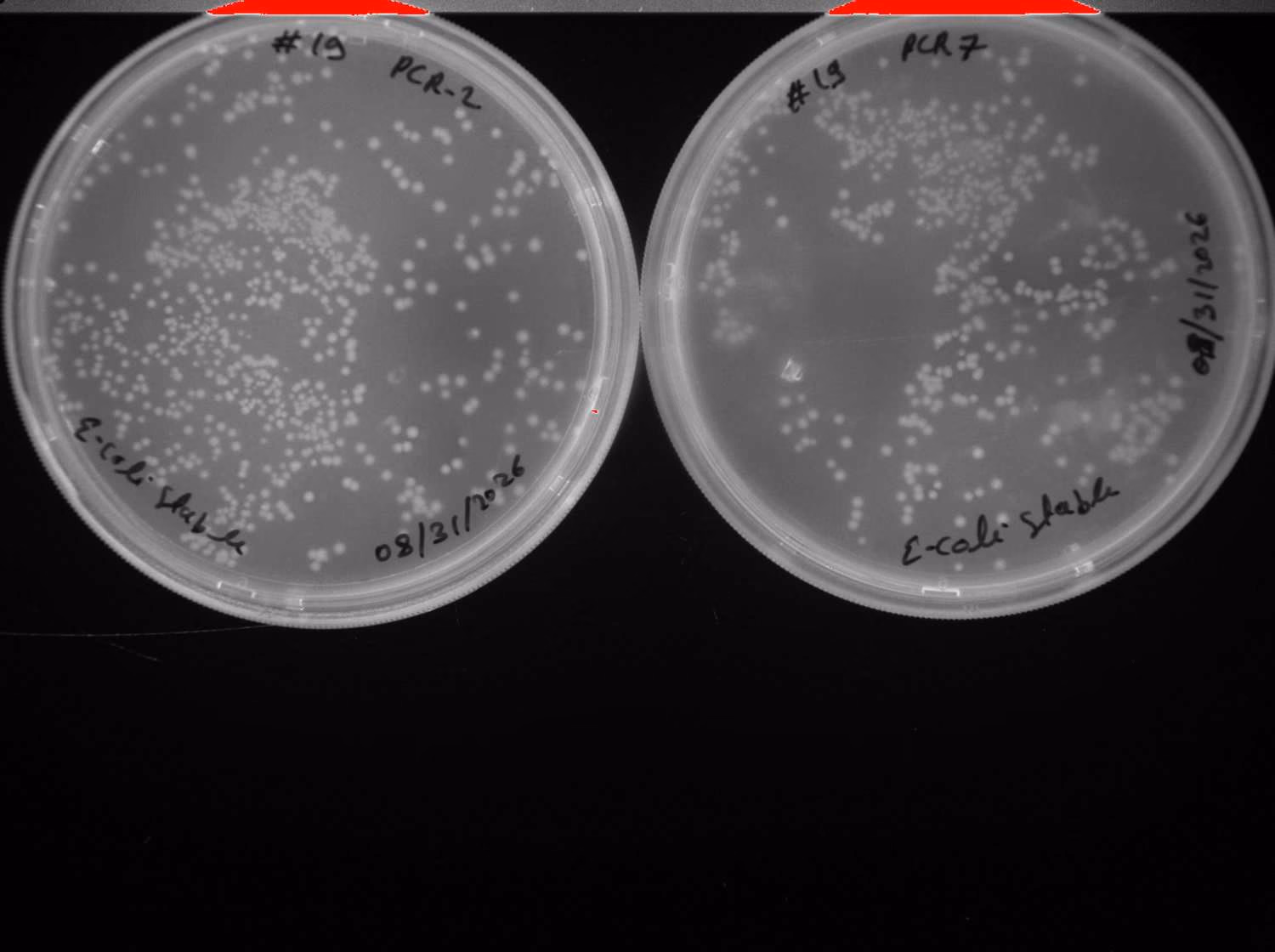 Two agar plates with colonies, labelled PCR-2 and PCR-7.