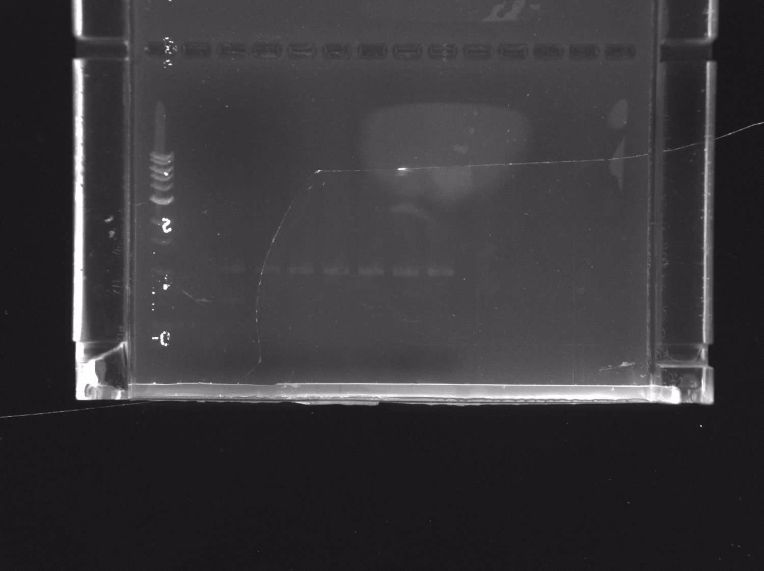 Gel with faint low molecular weight bands well below the expected size.