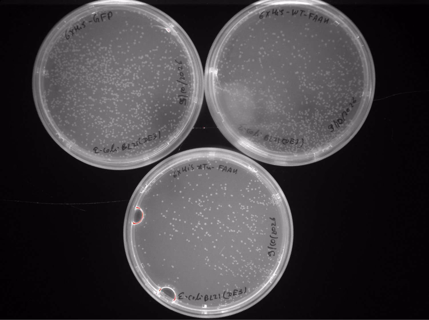 Three agar plates with dense colonies.