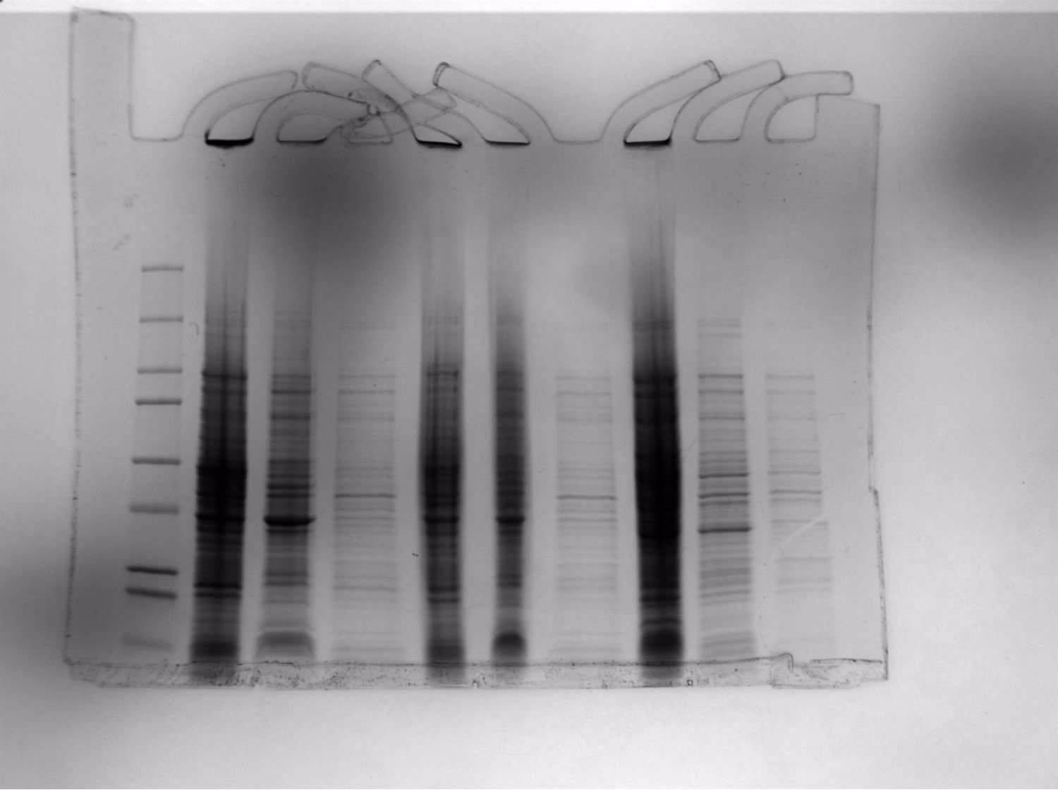 SDS-PAGE gel with a ladder and nine sample lanes in three groups.