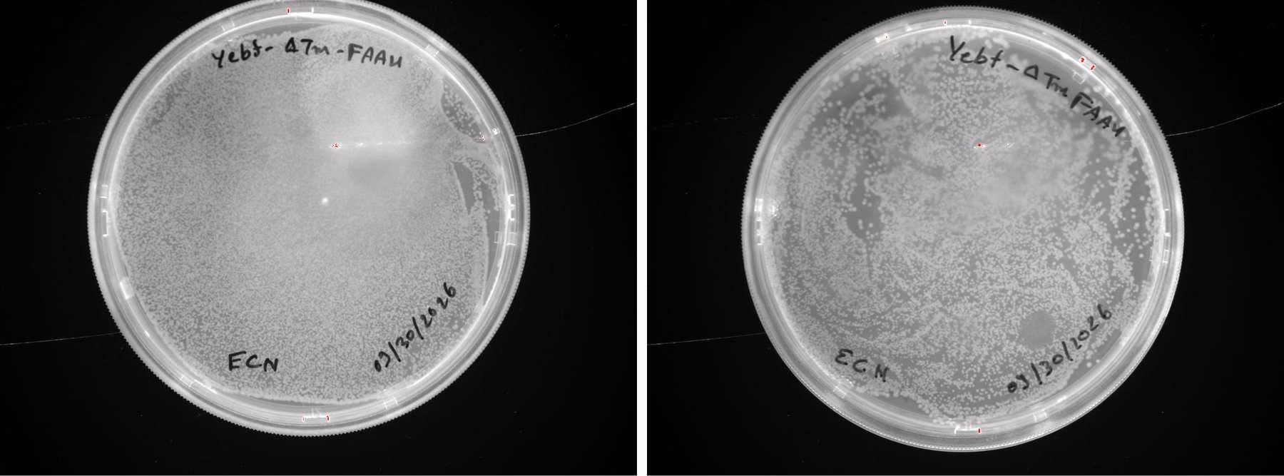 Two agar plates of dense EcN colonies, labelled YebF delta-Tm FAAH.