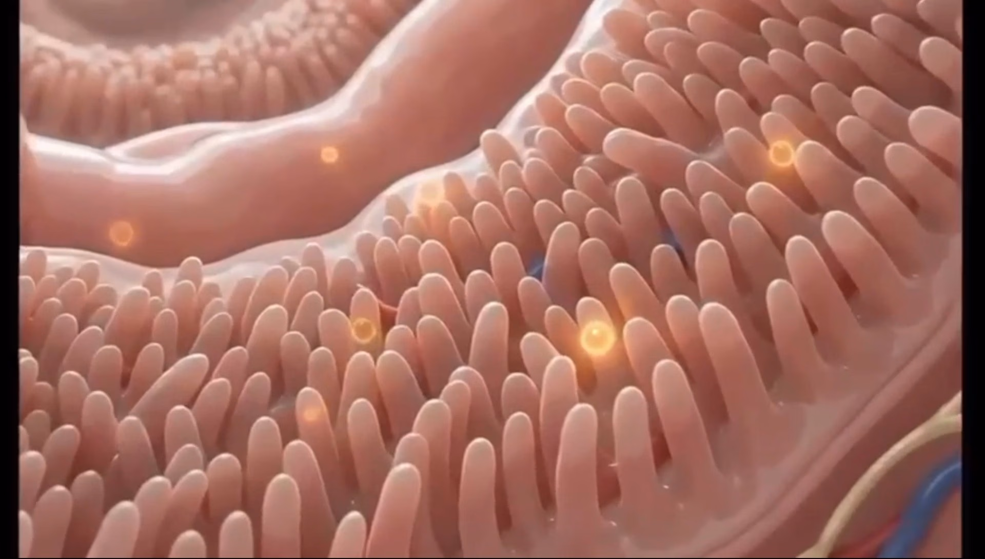 Close view of the intestinal wall, its surface covered in finger-like villi, with small glowing molecules drifting between them.