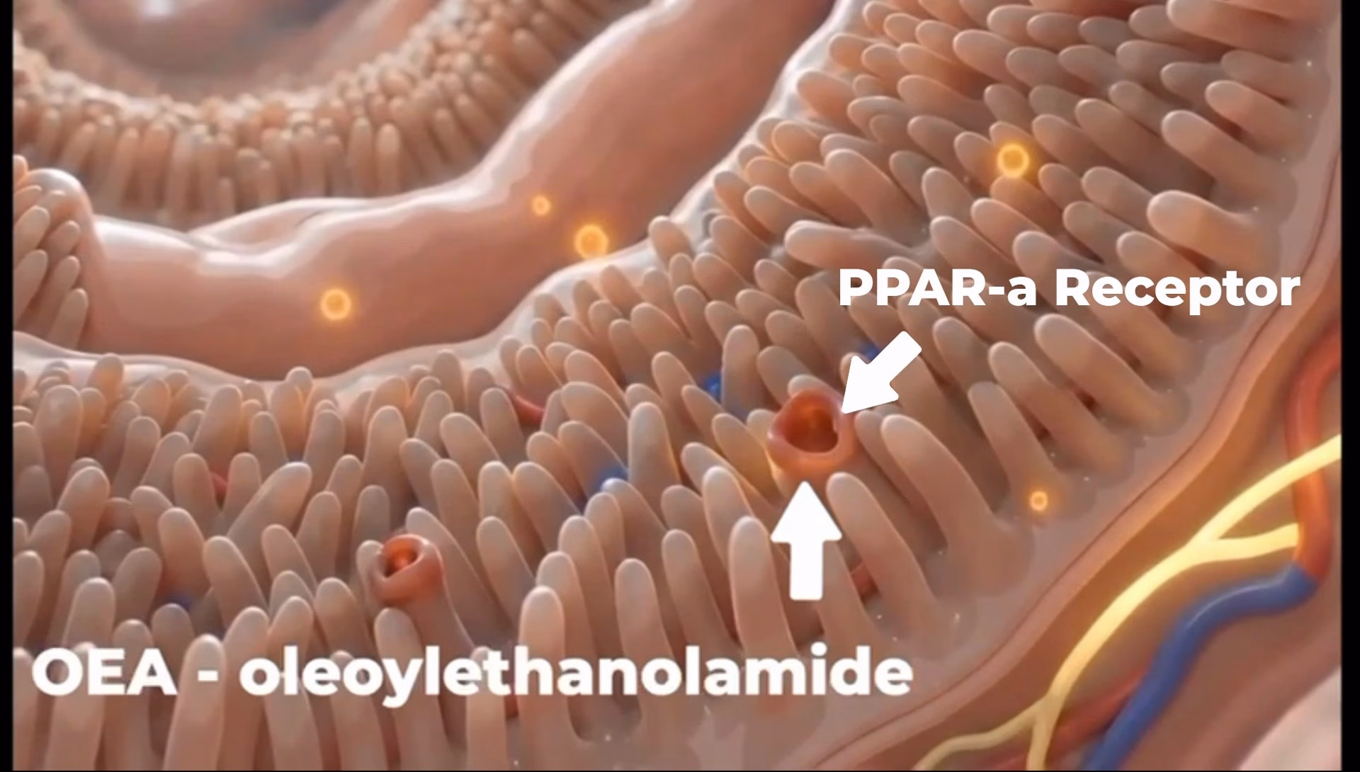 The same intestinal lining with a molecule labelled OEA, oleoylethanolamide, arriving at a labelled PPAR-alpha receptor.