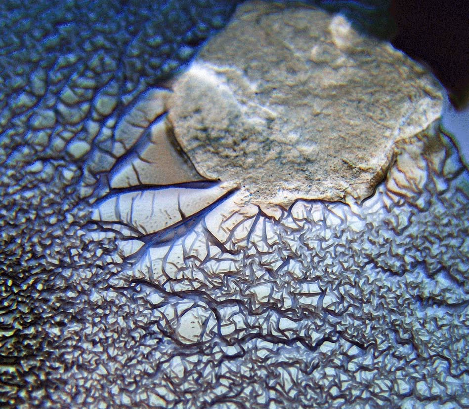 Streptomyces climbing a rock
